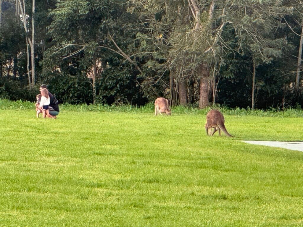 Eastern Grey Kangaroos at Currumbin Ecovillage